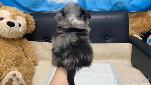 成約済の兵庫県のポメチワ:ポメラニアン×チワワ-348617の2枚目